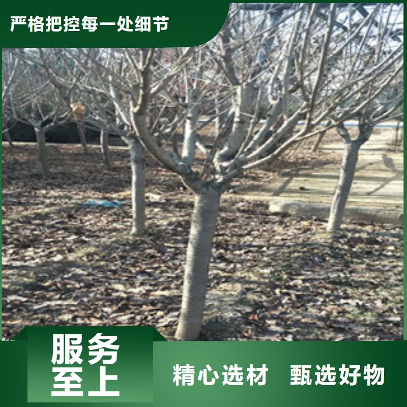 樱花占地果树优质材料厂家直销