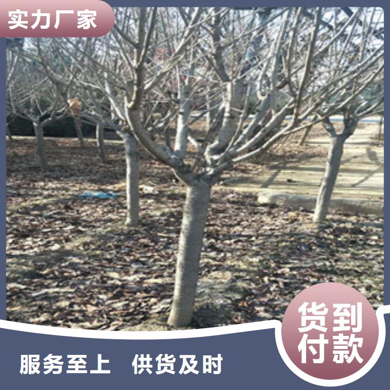 【樱花核桃苗樱花苗长果桑树苗质检合格出厂】