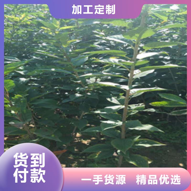 樱花绿化树绿化工程一手价格