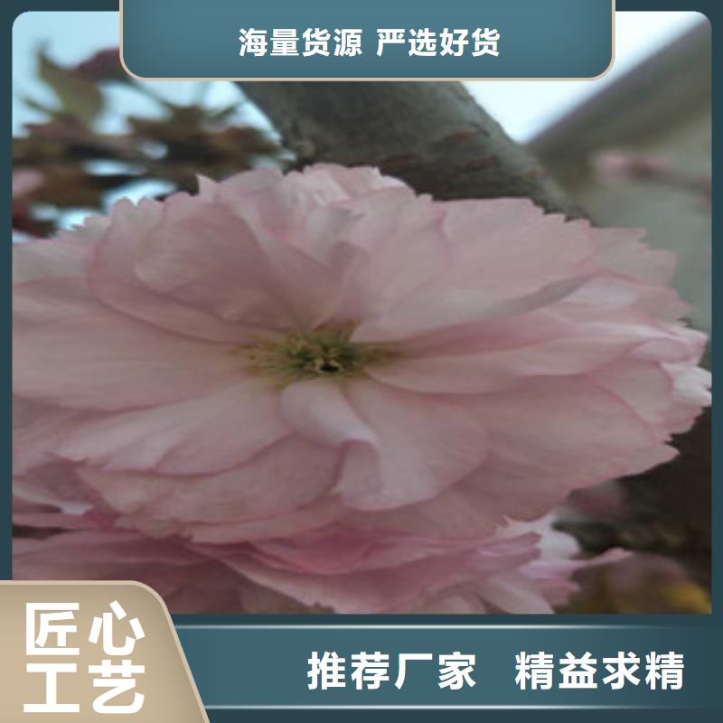 【樱花】核桃苗樱花苗长果桑树苗免费询价