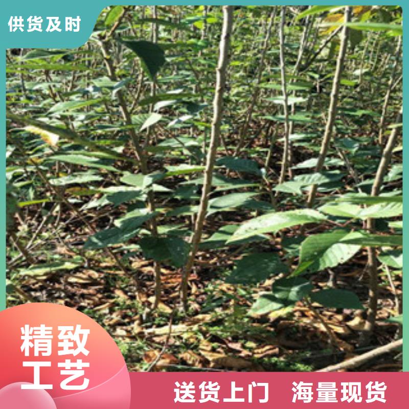 樱花占地果树标准工艺