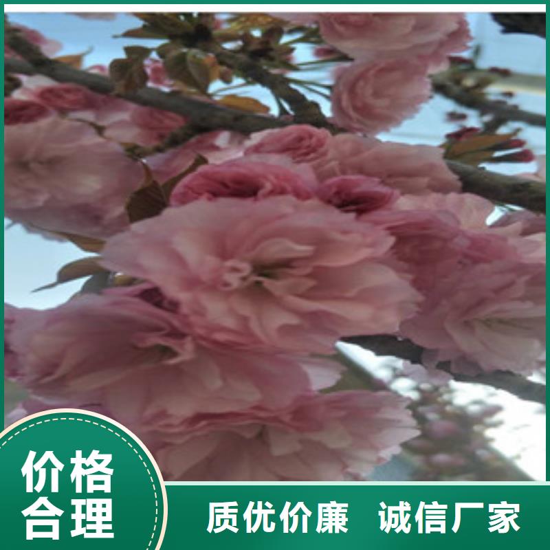 【樱花】占地果树精心选材