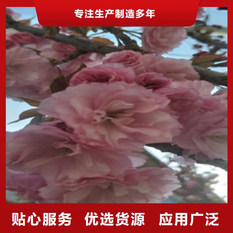 【樱花】蓝莓苗制造生产销售