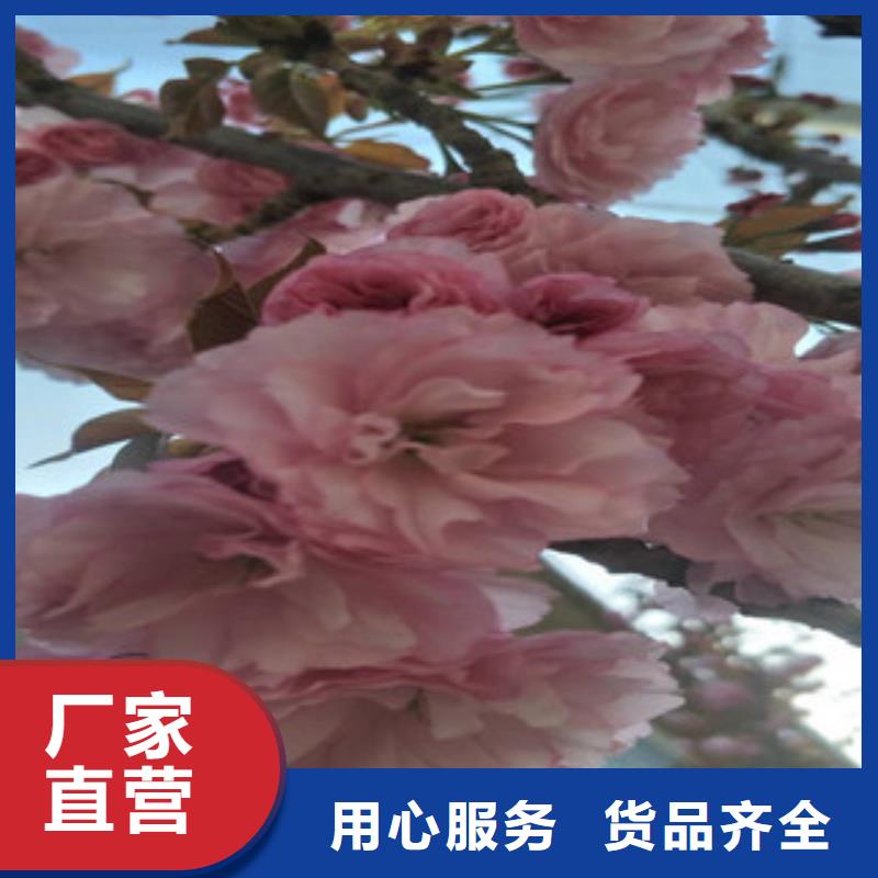 【樱花绿化树绿化工程多年厂家可靠】