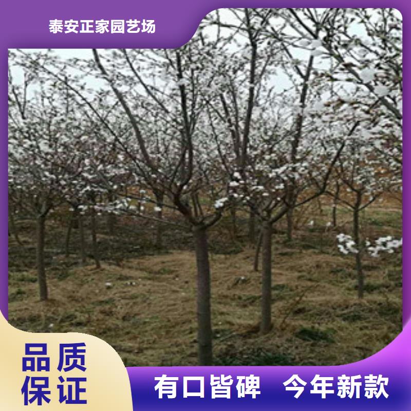 【樱花核桃苗樱花苗长果桑树苗质检合格出厂】