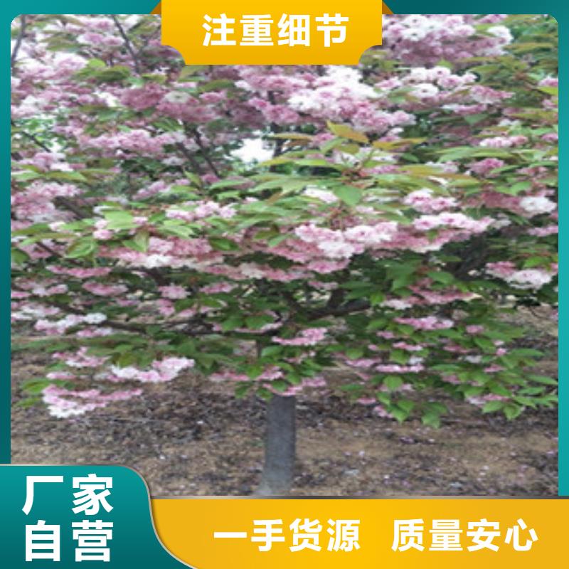 【樱花】蓝莓苗制造生产销售