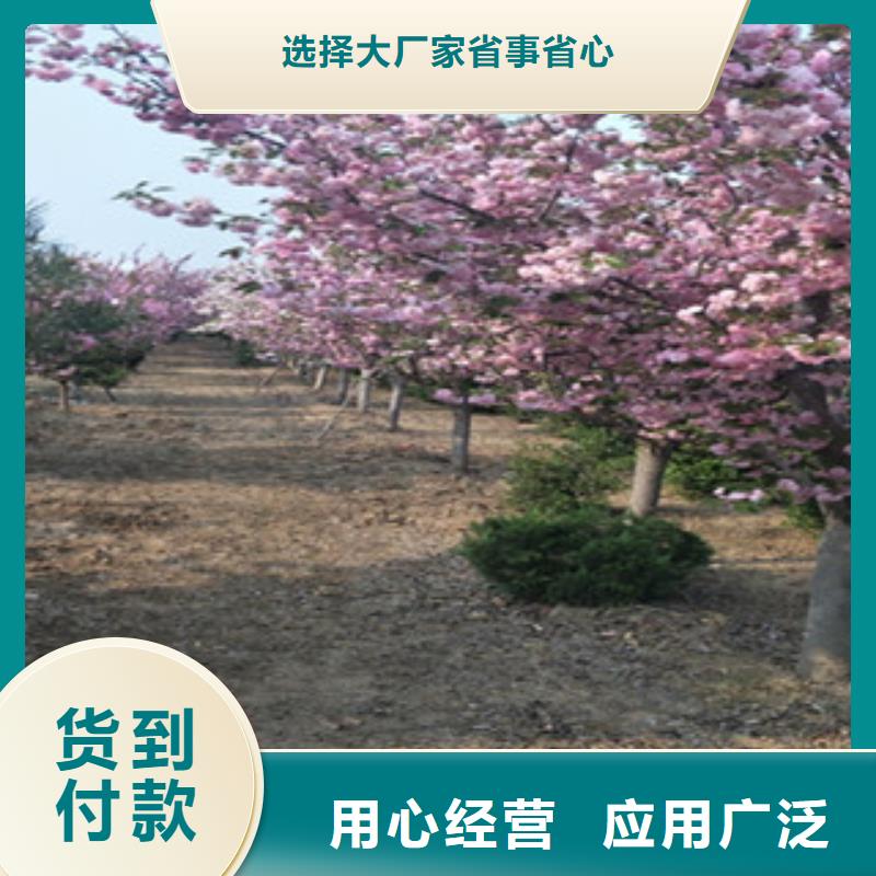 【樱花占地果树免费获取报价】