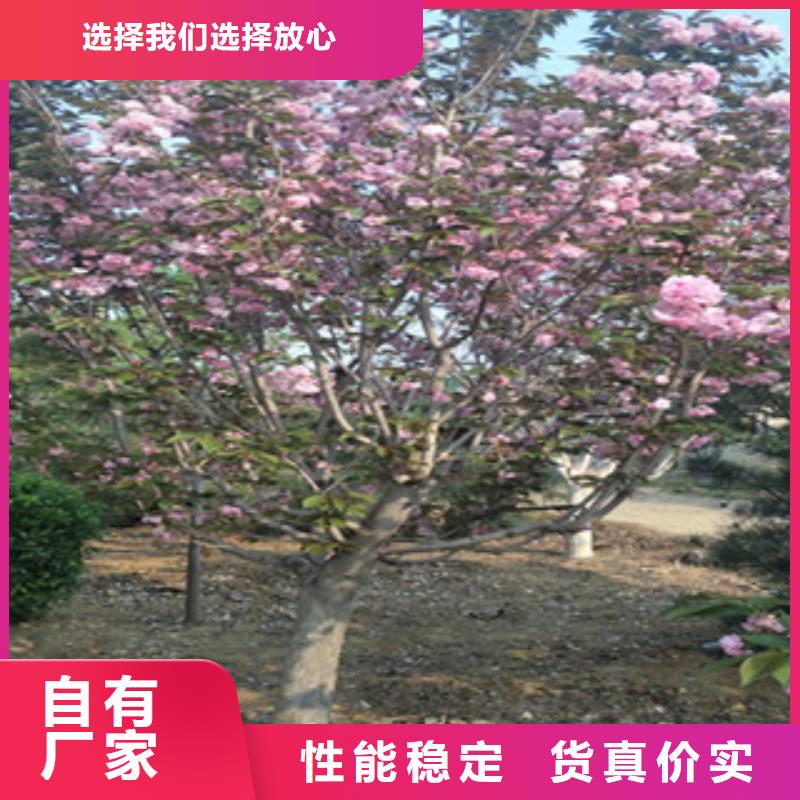 【樱花蓝莓苗品质保证】