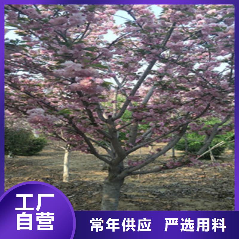 【樱花蓝莓苗品质保证】