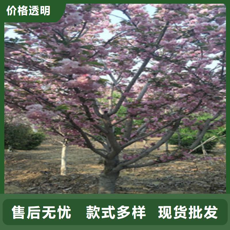 【樱花占地果树免费获取报价】