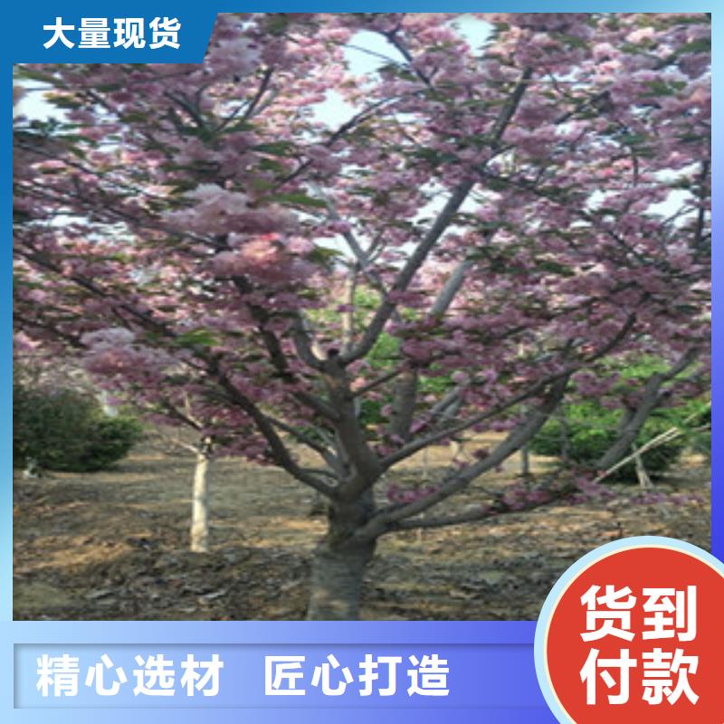 【樱花绿化树绿化工程多年厂家可靠】