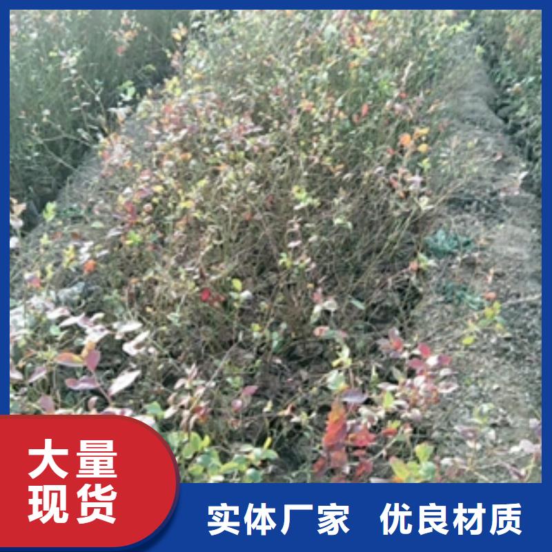 蓝莓苗_樱桃苗源头厂家量大价优