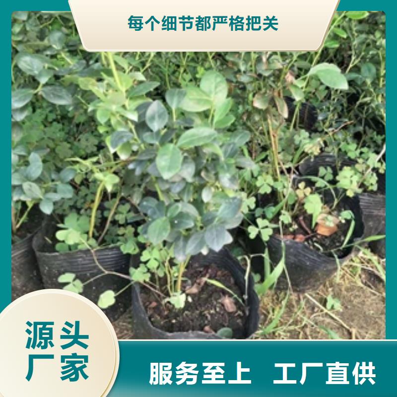 【蓝莓苗钙果苗实力商家推荐】