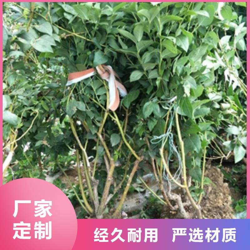 【蓝莓苗_樱桃苗厂家型号齐全】