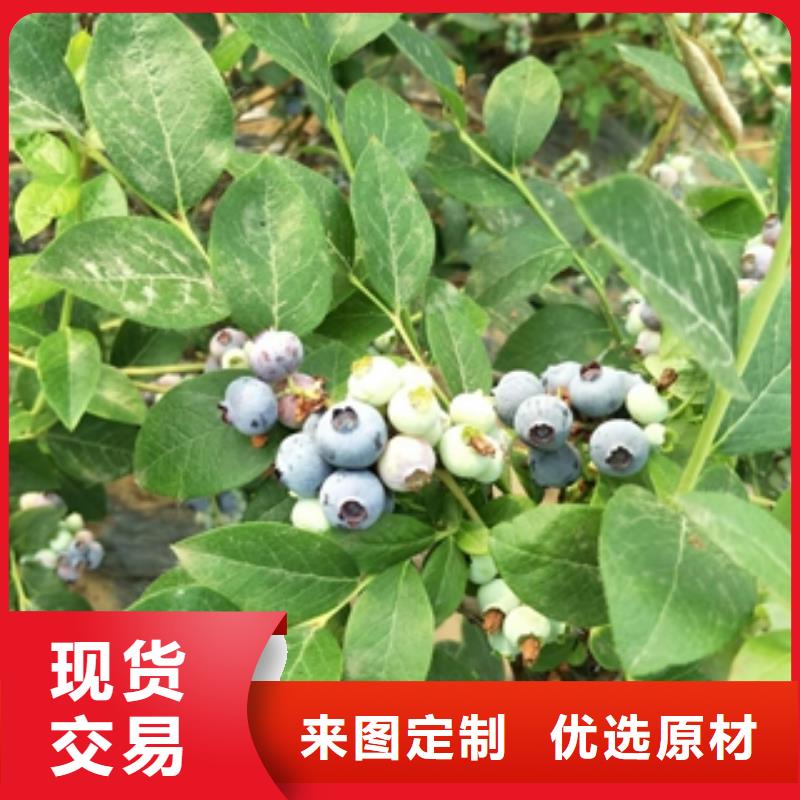 蓝莓苗-绿化树绿化工程质优价廉