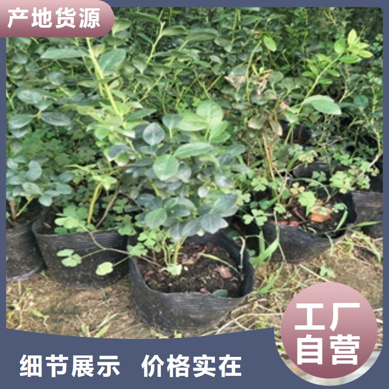 蓝莓苗占地果树实力厂家