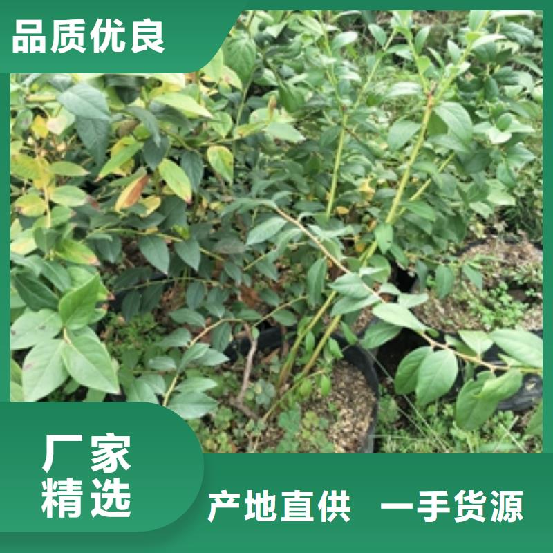 蓝莓苗-绿化树绿化工程质优价廉