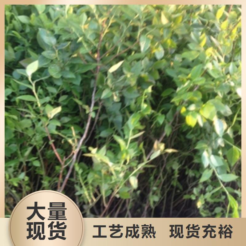 蓝莓苗树莓苗应用广泛