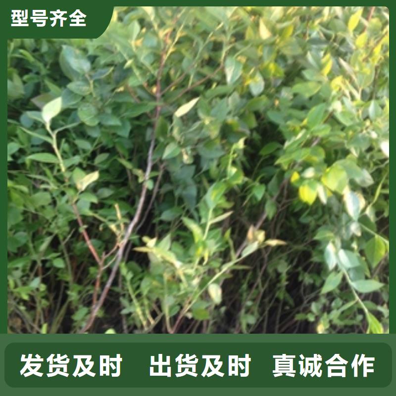 蓝莓苗核桃苗樱花苗长果桑树苗产地源头好货