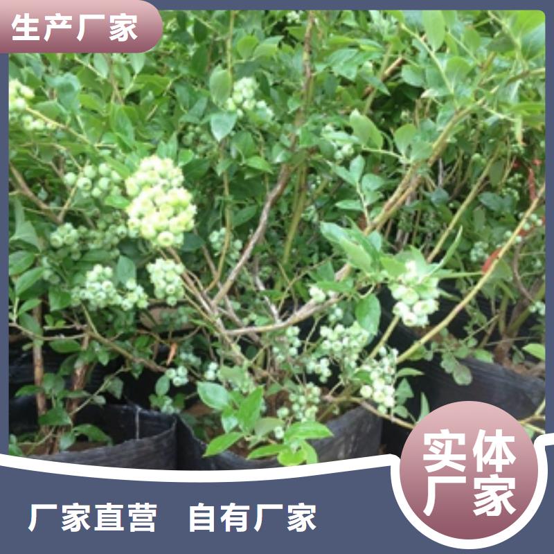 【蓝莓苗绿化树绿化工程工厂现货供应】