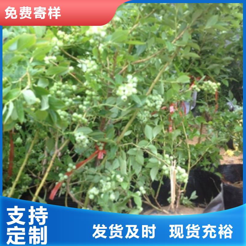 蓝莓苗核桃苗樱花苗长果桑树苗供应商