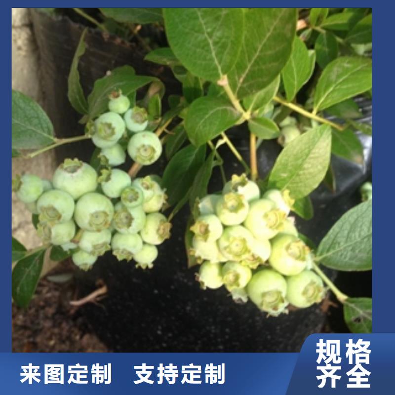 【蓝莓苗钙果苗实力商家推荐】