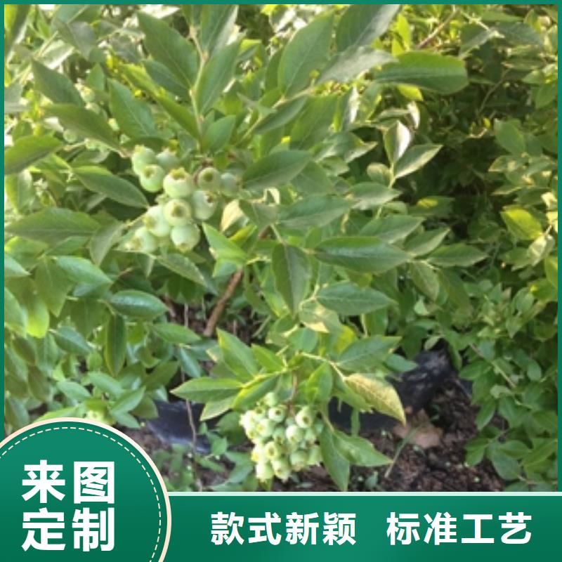 蓝莓苗碧桃优选厂家