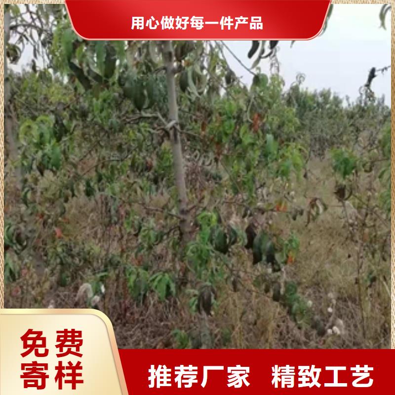 桃树核桃苗樱花苗长果桑树苗信誉至上