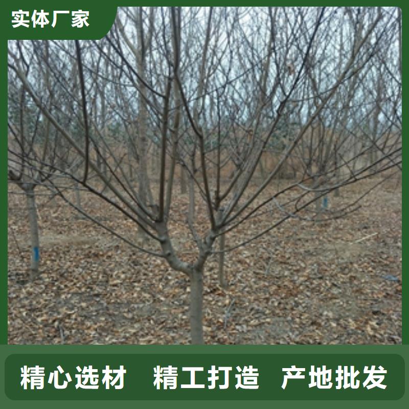 【桃树】核桃苗樱花苗长果桑树苗精心打造