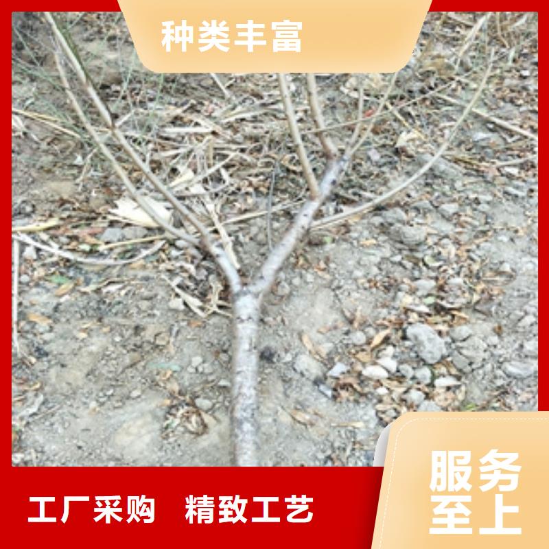 桃树核桃苗樱花苗长果桑树苗信誉至上