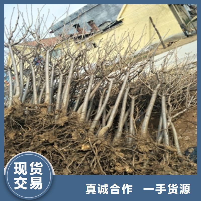 【桃树_核桃苗樱花苗长果桑树苗性价比高】