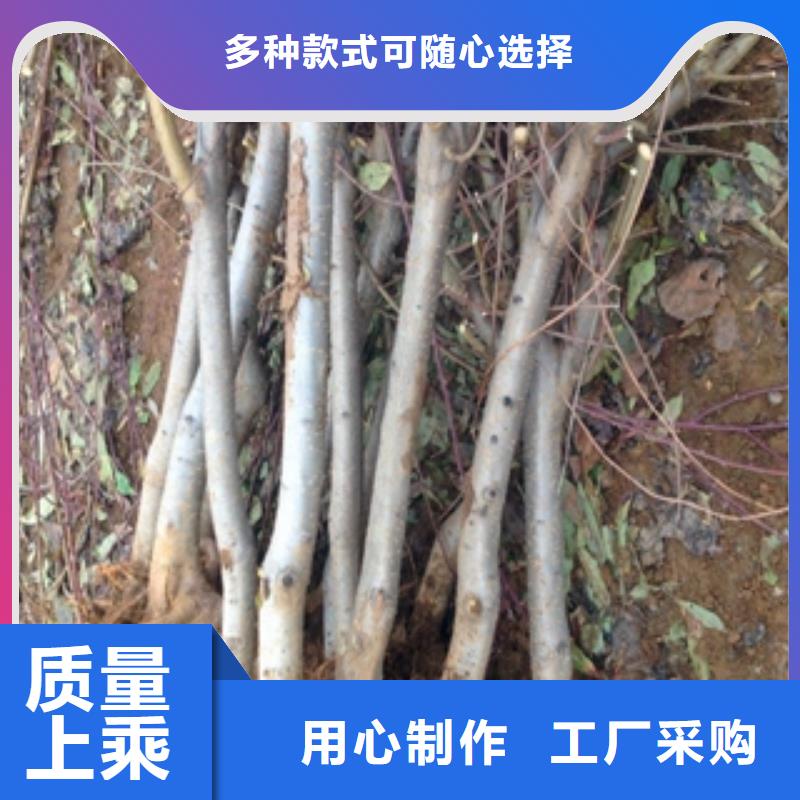 桃树_蓝莓苗加工定制