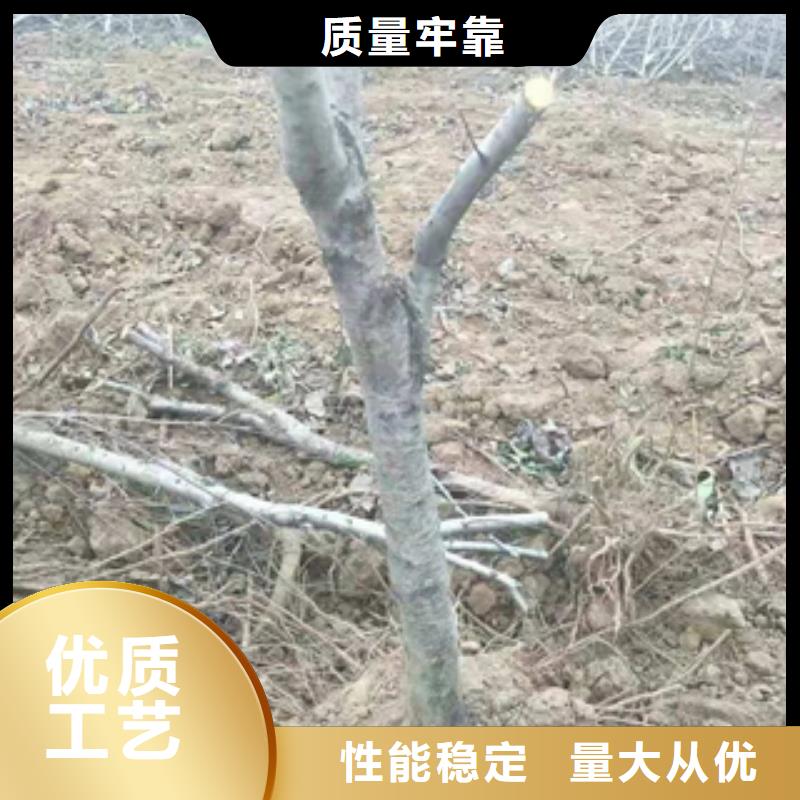 【桃树,占地果树定制批发】