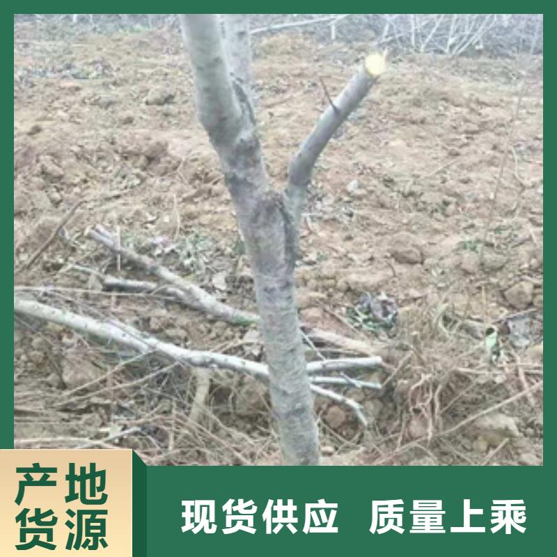 桃树占地果树品种全