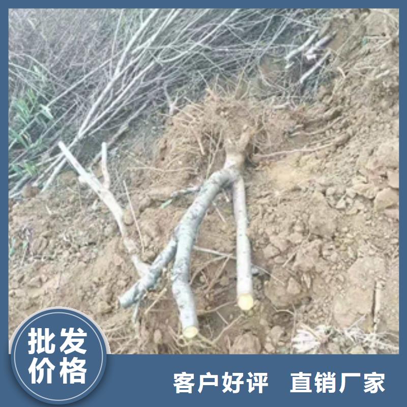 桃树,【泰山景松造型景松】超产品在细节