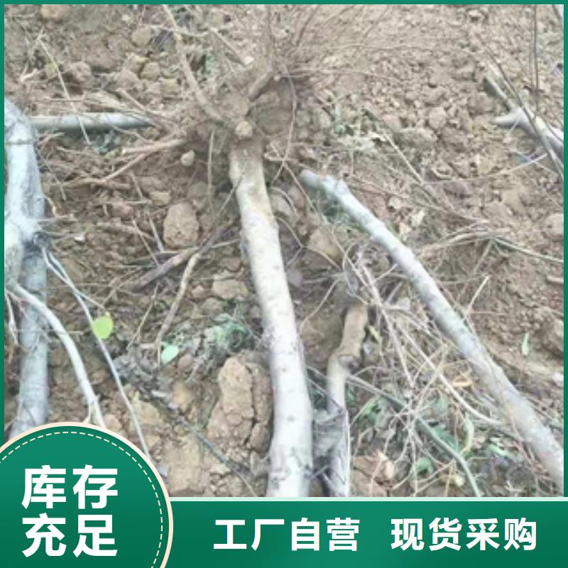 桃树占地果树精选优质材料