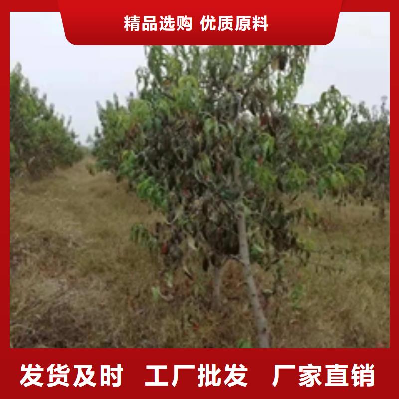 桃树蓝莓苗种类多质量好