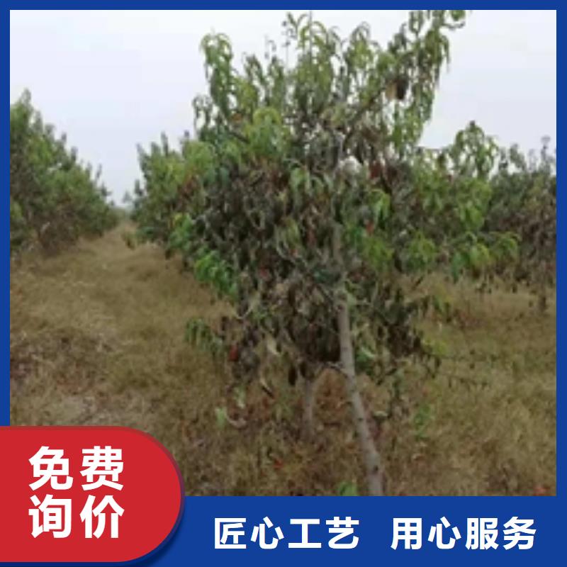 【桃树】核桃苗樱花苗长果桑树苗可定制有保障