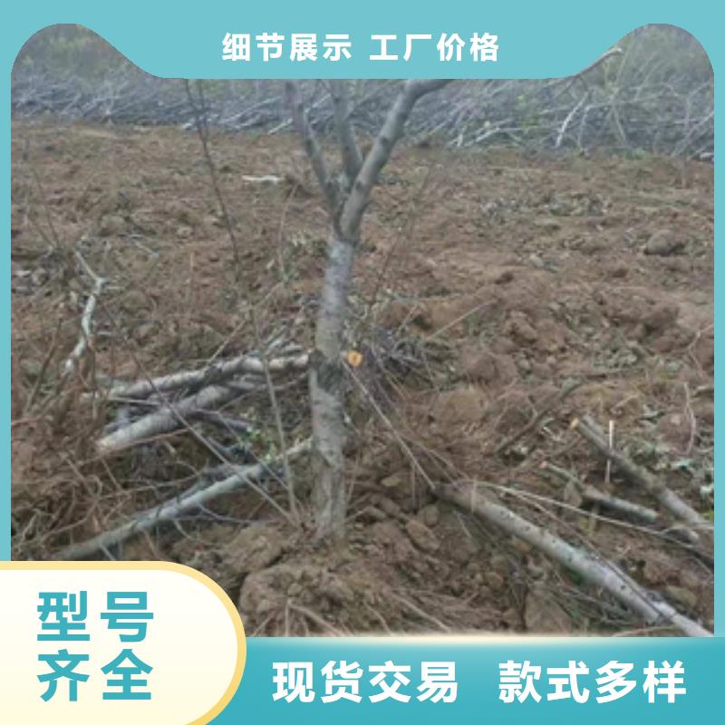 桃树核桃苗樱花苗长果桑树苗经销商