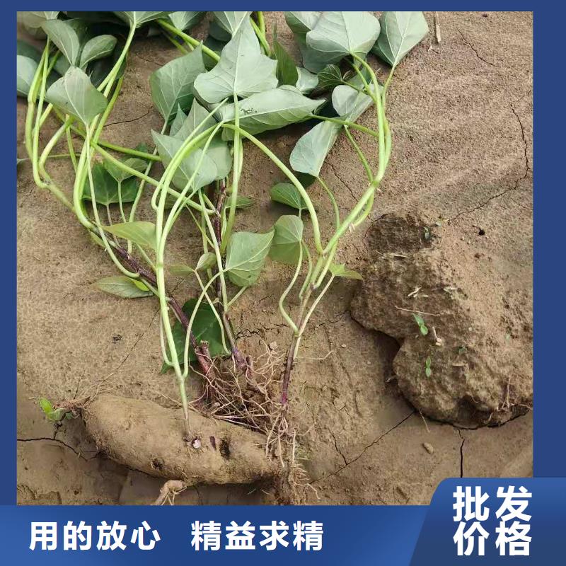 紫薯苗-羽衣甘蓝粉市场报价