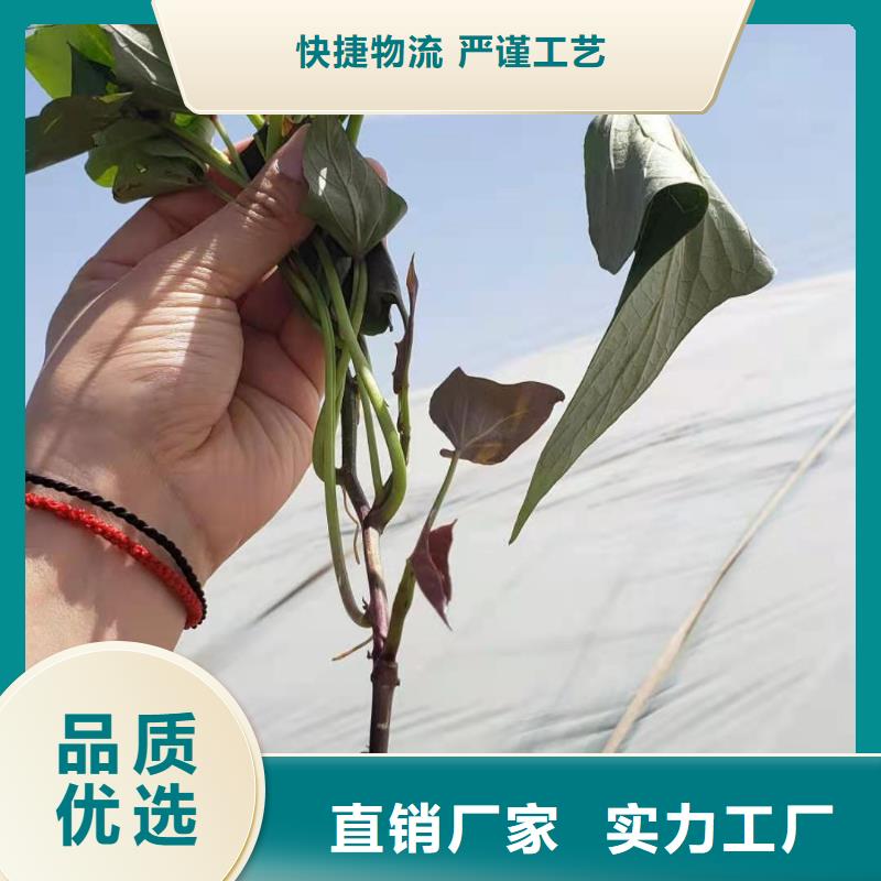 紫薯苗【紫薯粉】规格齐全