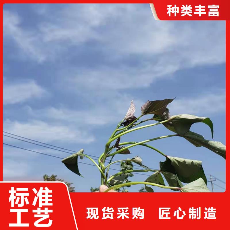 紫薯苗【羽衣甘蓝粉】实力优品