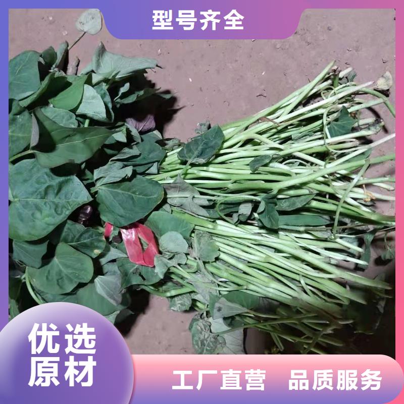 【紫薯苗羽衣甘蓝粉质量三包】