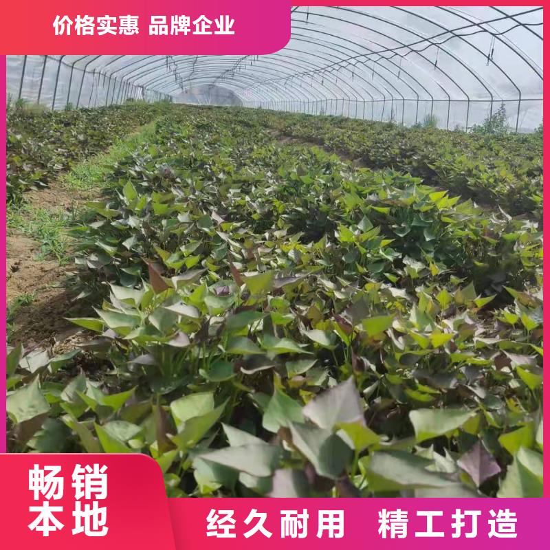 紫薯苗羽衣甘蓝粉一手货源源头厂家