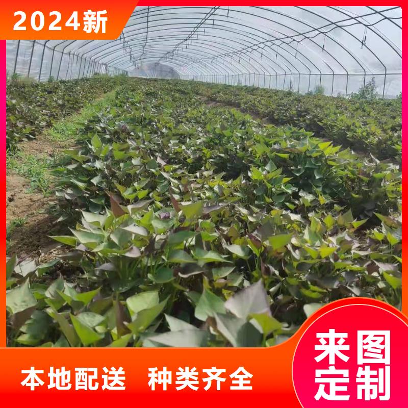 【紫薯苗】羽衣甘蓝粉适用范围广