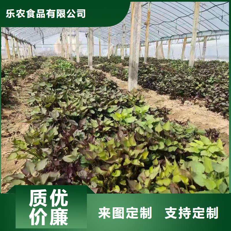 紫薯苗南瓜粉实力厂商