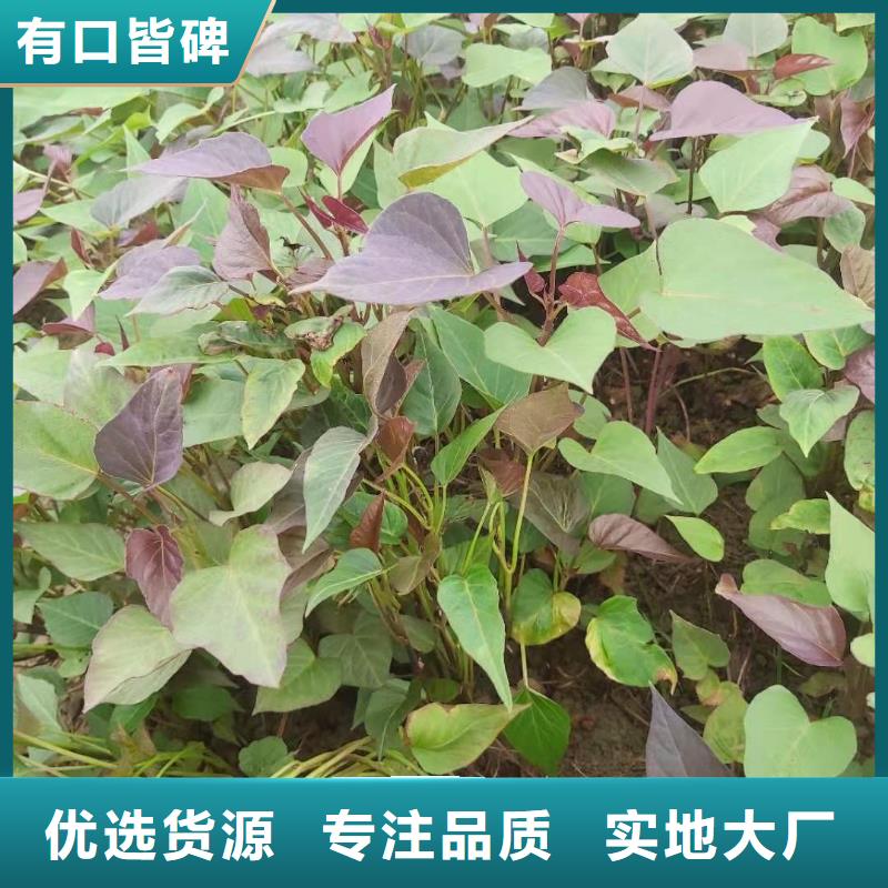 【紫薯苗菠菜粉一站式供应】