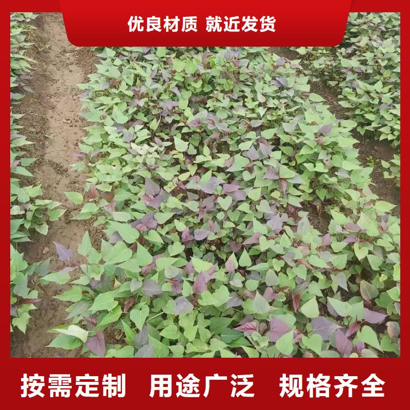 【紫薯苗羽衣甘蓝粉常年供应】