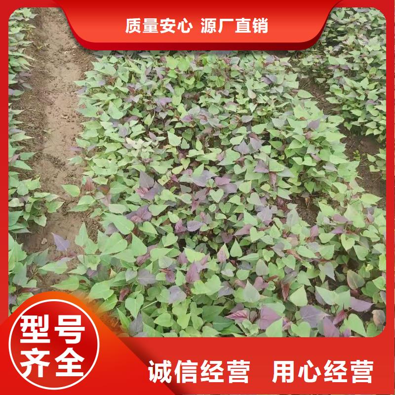 【紫薯苗菠菜粉一站式供应】