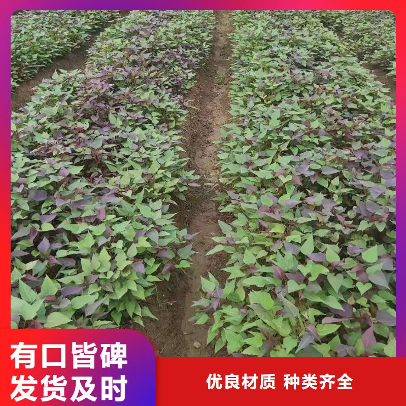 紫薯苗-羽衣甘蓝粉市场报价